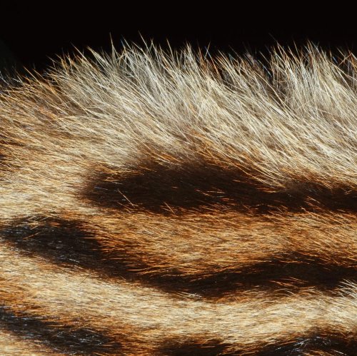 Тест по биологии: Покровы тела у животных (8 класс)