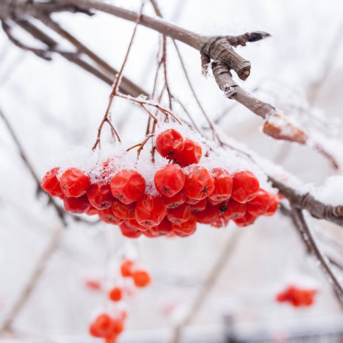 Тест: Январь — что вы знаете о первом месяце года?