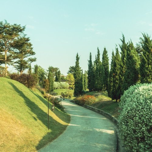 Тест по биологии: Значение голосеменных (5-6 класс)