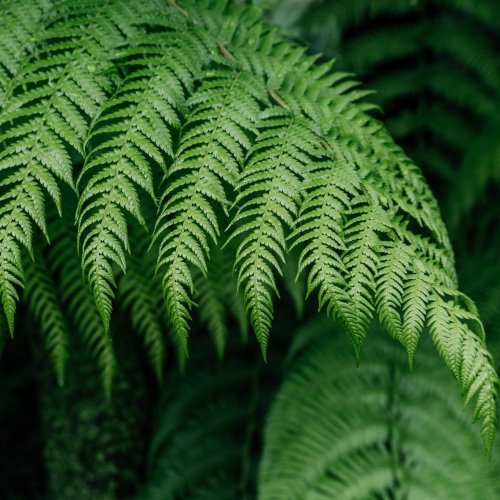 Тест по биологии: Происхождение высших споровых растений (7 класс)