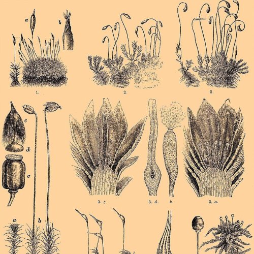 Тест по биологии: Листостебельные мхи (5-6 класс)