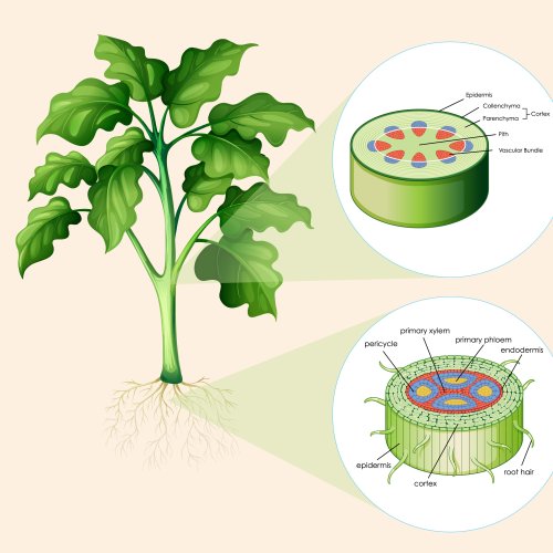 Тест по биологии: Строение стебля (6 класс)