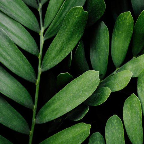 Тест по биологии: Выделение у растений (5-6 класс)