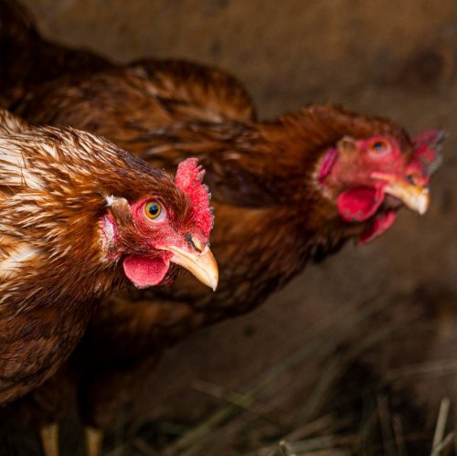 Тест по биологии: Птицеводство (8 класс)