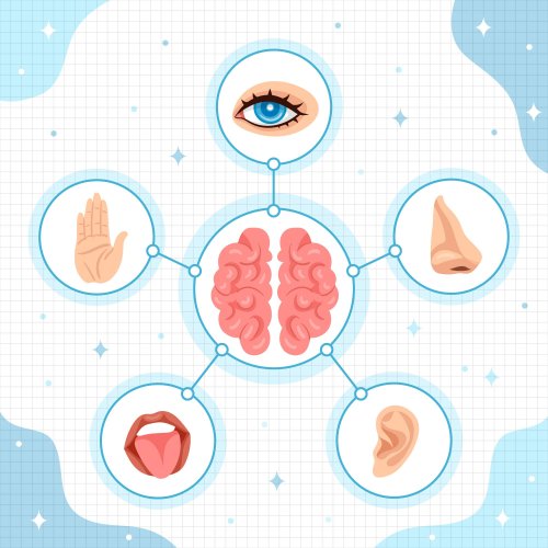 Тест по окружающему миру: Как устроены и работают наши органы чувств (3 класс)