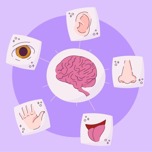 Тест по физкультуре: Органы чувств (1-4 класс)