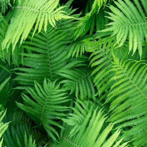 Тест по биологии: Жизненный цикл высших споровых растений (5-6 класс)