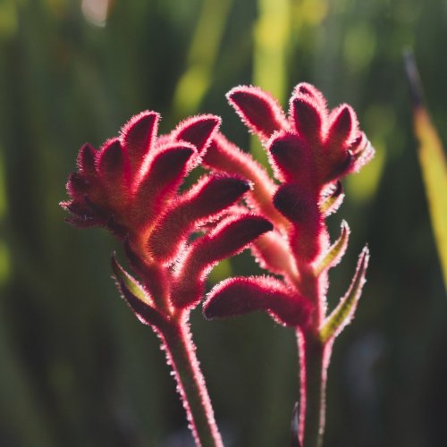 Тест по биологии: Растения однодомные и двудомные (5-6 класс)