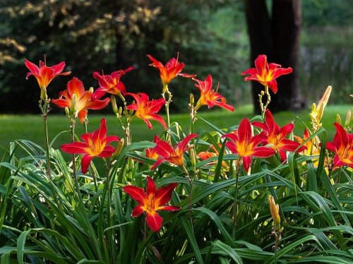 Название рода этого растения Hemerocallis происходит от греч. ἡμέρα — «день, сутки» и καλός — «красивый».