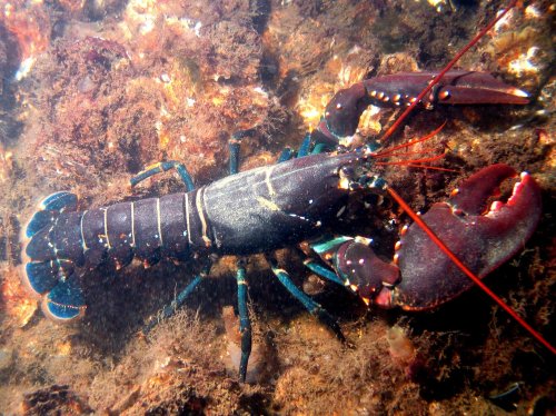 Латинское название этого крупного морского десятиногого ракообразного — Nephropidae.