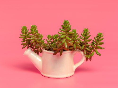 Родовое латинское название этого растения Crassula происходит от латинского слова crassus («толстый»).