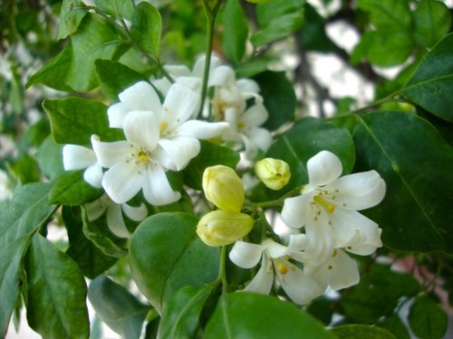 Латинское название этого приятно пахнущего растения Murraya paniculata.