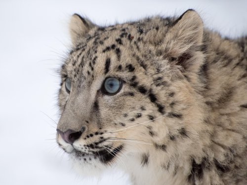 Большая кошка, проживающая исключительно в холодном климате.